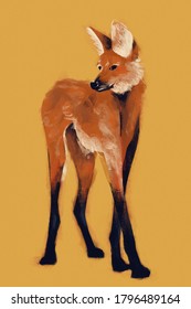 Maned Wolf (Chrysocyon Brachyurus) Digital Illustration Cerrado Animal 