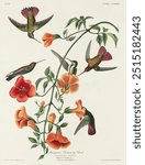Mango Hummingbird from Birds of America (1827) by John James Audubon, etched by William Home Lizars. 