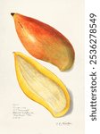 Mangoes (Mangifera Indica) (1909) by Amanda Almira Newton. Vintage mango tropical fruit watercolor illustration, art drawing, old watercolor illustration, mango tropical fruit art print.