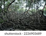 mangrove tree in tropics illustration