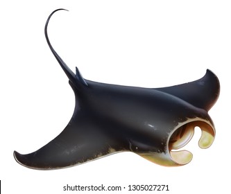 Manta floats top view on white background. Manta isolated on white background. Black stingray Giant sea devil.