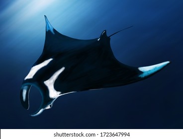 Manta ray, Painted on Blue Background, Digital painting watercolor style