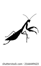 mantis  black shadow illustration drawing isolated White background