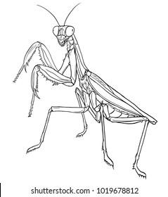 Mantis Drawing の画像 写真素材 ベクター画像 Shutterstock