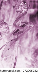 mantis, insect, closeup, macro, pink, purple, texture, claws, antenna, nature, camouflage, branch, detail, eyes, legs, pattern, surreal, artistic, creature, exoskeleton, vivid, colorized, focus, wildl