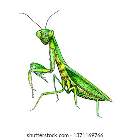 312 Mantis watercolor Images, Stock Photos & Vectors | Shutterstock