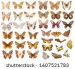 many butterflies on a white background.