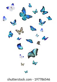 Many Different Butterflies Flying, Isolated On White Background