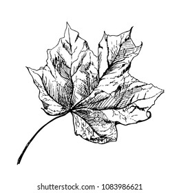 Maple Autumn Drawing Leaf Isolated Object Stock Illustration 1083986621 ...