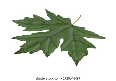 Maple Leaf 3D Illustration On White Background