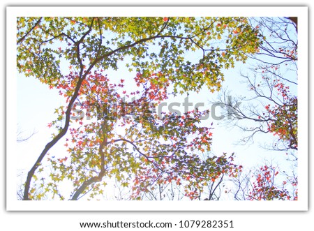 Similar – Foto Bild Indian Summer Natur