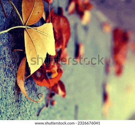 Similar – Autumn leaves Nature Leaf