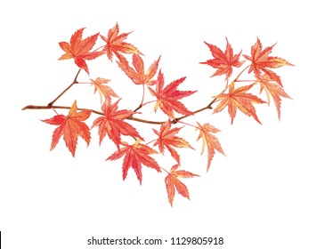 26,158 Watercolor maple tree Images, Stock Photos & Vectors | Shutterstock