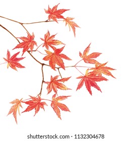 Maple leaves watercolor painting white background