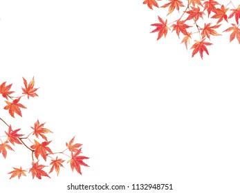 Maple leaves watercolor painting white background