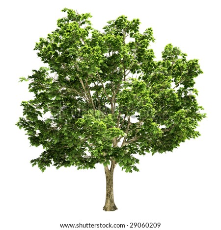 Maple Tree Isolated Stock Illustration 29060209 - Shutterstock