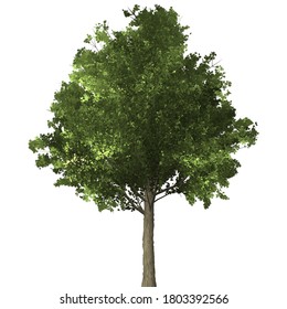 maple tree Isolated on white background,3D Tree illustration,high resolution of maple tree.