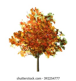 Maple Tree Isolated On White Background Stock Illustration 392254777 ...