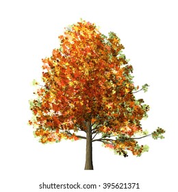 Maple Tree Isolated On White Background Stock Illustration 395621371 ...