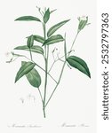 Maranta arundinacea illustration (1805) by Pierre-Joseph Redoute. White floral lily illustration. Vintage white botanical flower art drawing illustration, old painting art print of white lily flower.