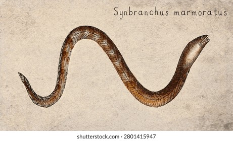 Marbled Swamp Eel (Synbranchus marmoratus) Vintage illustration