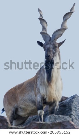 Marcher or marcher male, majestic mountain goat on the rock and blue sky background. Animal alpinist with awful screw horns. Wild beauty of the great buck. Amazing illustration in oil painting style. Foto stock © 