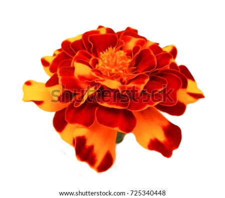 marigold flower isolated lies on white digital painting