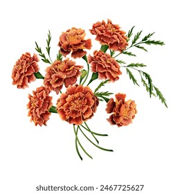 Marigold flowers bouquet element. Tagetes floral botanical composition.  Watercolor illustration isolated on white background. For elegant birthday and wedding invitations, gifts, certificate designs - Powered by Shutterstock