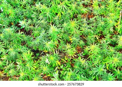 Marijuana Plants Field Up View Painting Illustration