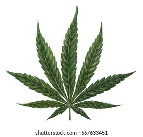 Marijuana sativa leaf isolated on white - hand drawn botanical illustration of cannabis plant made with colored pencils