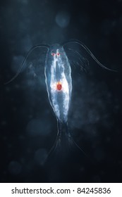 marine planktonic copepod