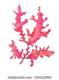 Marine Red Algae, Hand-drawn Watercolor Illustration, Isolated On White Background.