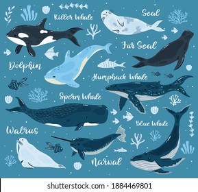 Marine Whales. Dolphin, Killer Whale, Narwhal, Sperm Whale And Walrus, Ocean Undersea World Animals. Underwater Mammals  Illustrations. Aquatic Creatures With Corals And Seaweed