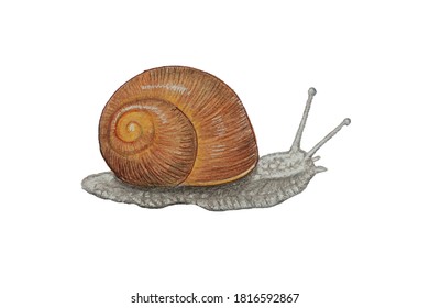 Snail Vector Illustration Realistic Snail Isolated Stock Vector ...