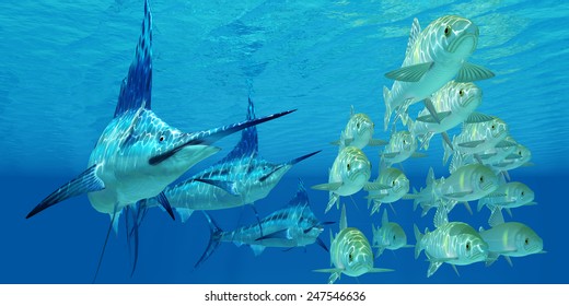Marlin attack Ayu Fish - A school of ocean Ayu fish try to escape from three carnivorous Blue Marlin fish.