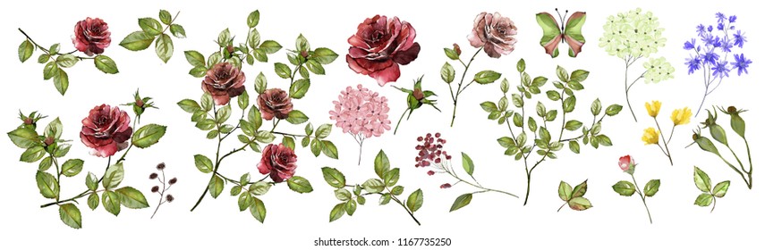 Maroon Roses. Watercolor Illustration. Botanical Collection Of Wild And Garden Plants. Set: Leaves, Flowers, Branches, Herbs And Other Natural Elements. Isolated On White Background.