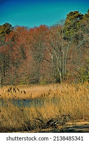 Marsh Grass, Tidal Pond And Forest Near Chesapeake Bay, Illustration 