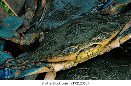 Maryland Blue Crab Closeup, Chesapeake Bay, Illustration 