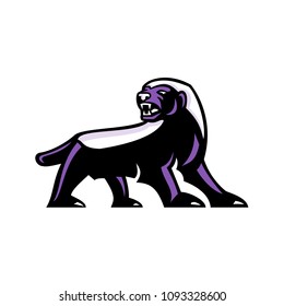 Mascot icon illustration showing full body of angry and aggressive honey badger (Mellivora capensis), also known as the ratel viewed from side on isolated background in retro style.