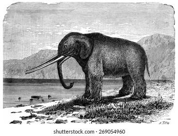 Mastodon. Precursor of the elephant. Miocene period, vintage engraved illustration. Earth before man  1886.