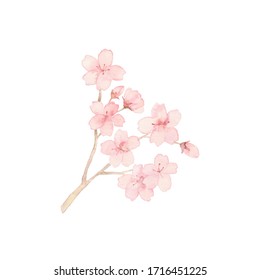 Sakura Water Color Images Stock Photos Vectors Shutterstock