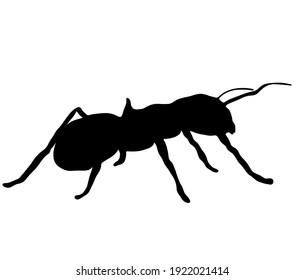 2,847 Ant shadow Images, Stock Photos & Vectors | Shutterstock