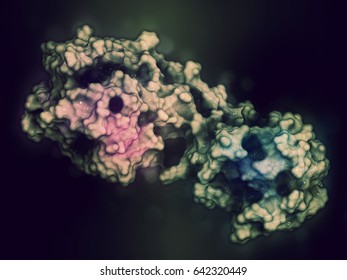 Matrix Metalloproteinase 12 (MMP-12, Macrophage Elastase) Enzyme. MMPs Are Proteases Involved In The Breakdown Of Extracellular Matrix. 3D Rendering Based On Protein Data Bank Entry 3ba0. 