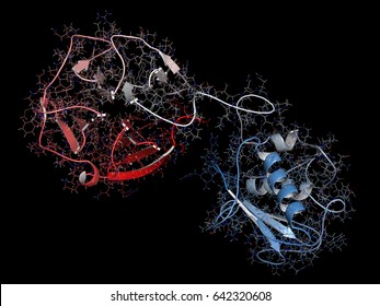 Matrix Metalloproteinase 12 (MMP-12, Macrophage Elastase) Enzyme. MMPs Are Proteases Involved In The Breakdown Of Extracellular Matrix. 3D Rendering Based On Protein Data Bank Entry 3ba0. 