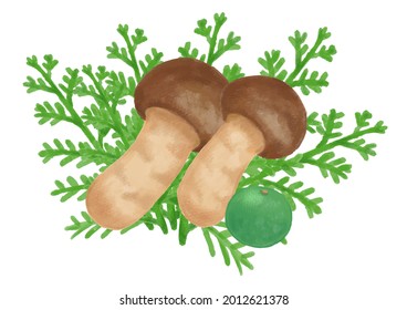 松茸 イラスト Stock Illustrations Images Vectors Shutterstock