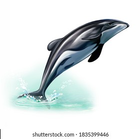 Maui's Dolphin (Cephalorhynchus Hectori Maui) Jumping Out Of The Water Realistic Drawing Illustration For The Encyclopedia Of Endemic Animals Of New Zealand, Isolated Image On A White Background