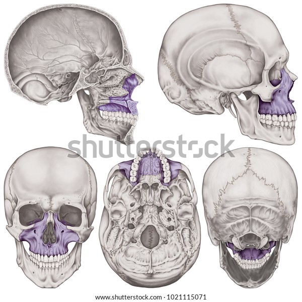 The maxilla bone of the cranium, the bones of the\
head, skull. The individual bones and their salient features in\
different colors. Anterior,  posterior, inferior, lateral and\
sagittal view.