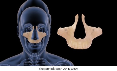 Maxillary Bone Human Anatomy 3d Illustration