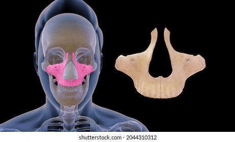 Maxillary Bone Human Anatomy 3d Illustration