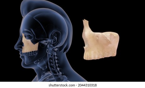 Maxillary Bone Human Anatomy 3d Illustration